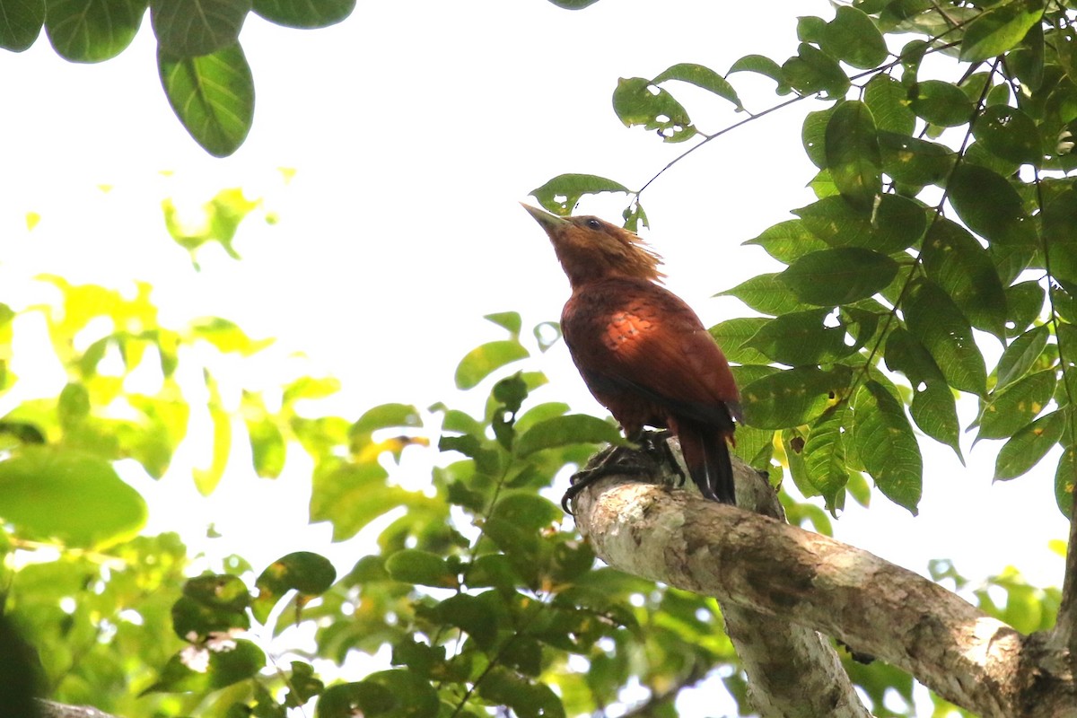 Chestnut-colored Woodpecker - ML617219799
