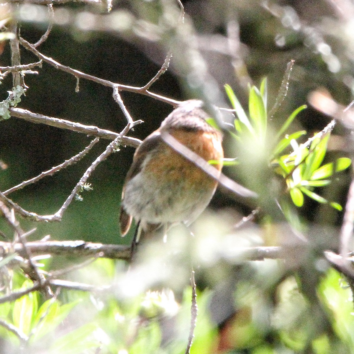 Rufous-breasted Chat-Tyrant - ML617219883