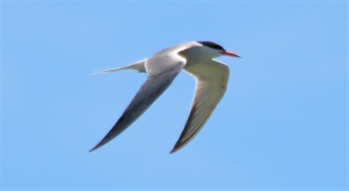 Common Tern - Micky Komara