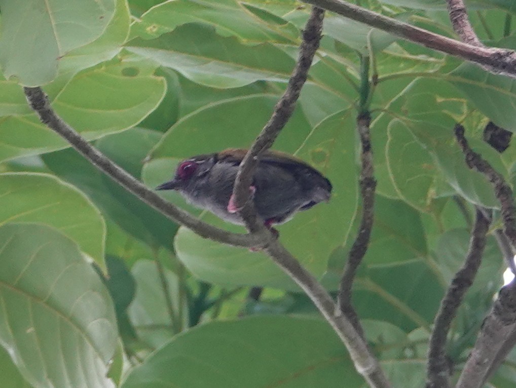 African Piculet - ML617220125