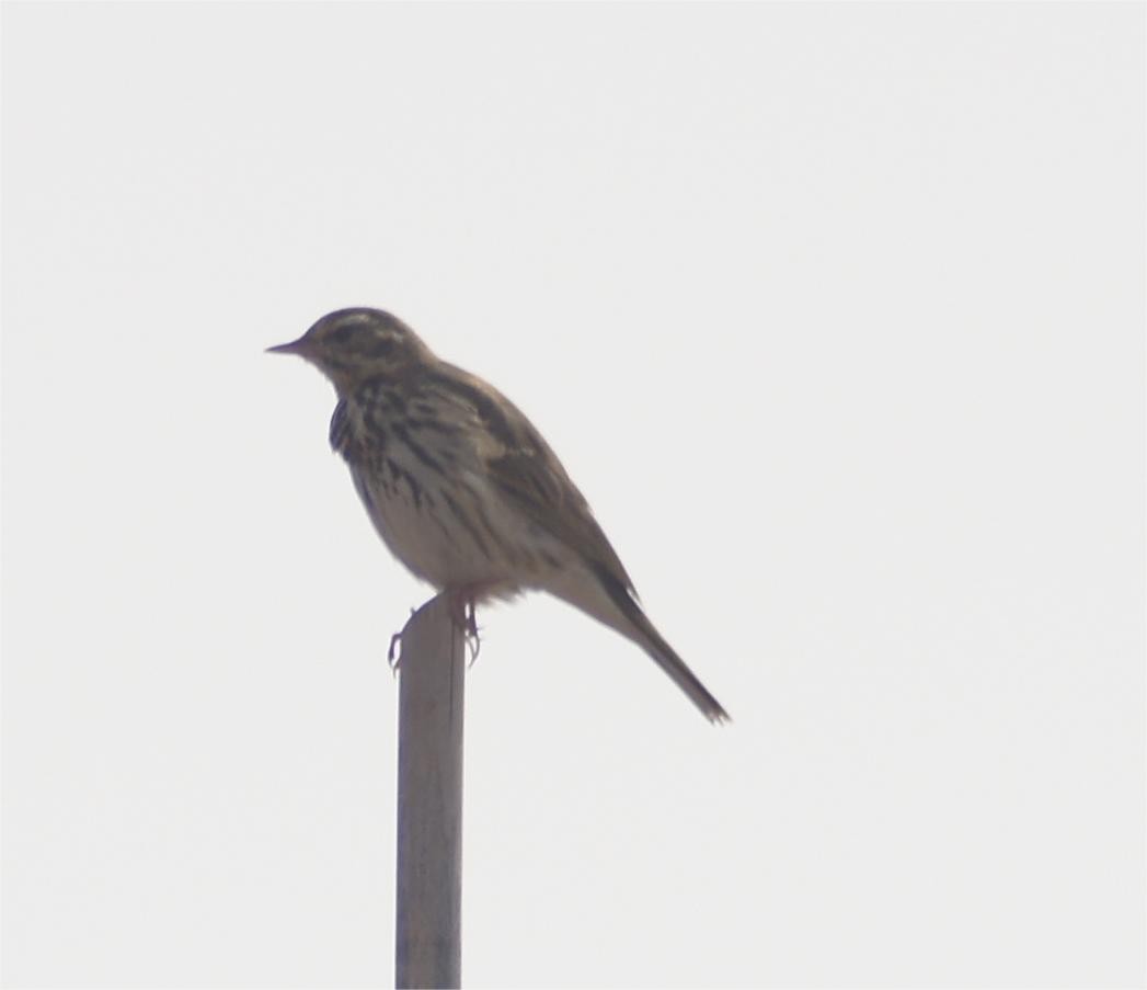 Rosy Pipit - ML617220156