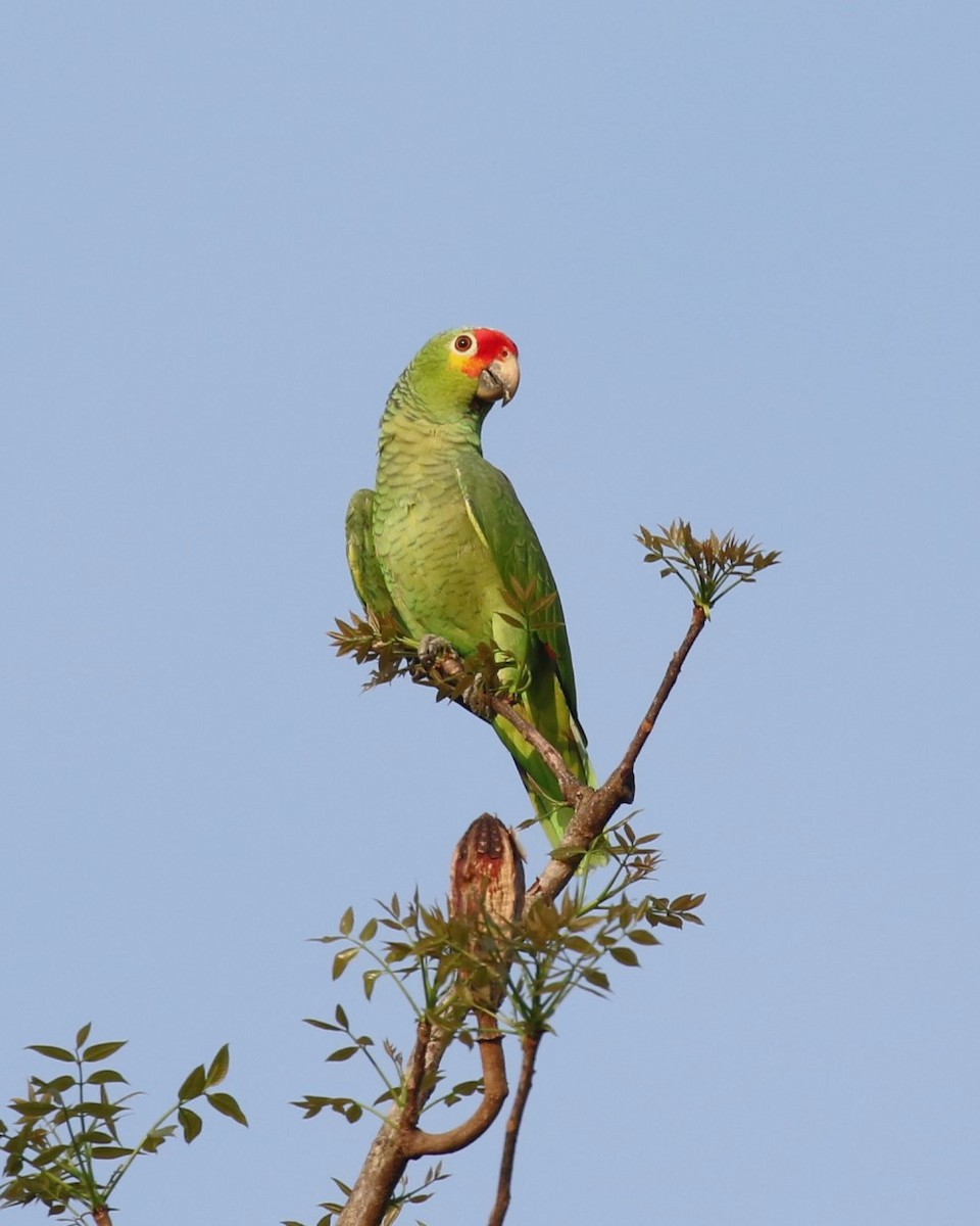 Red-lored Parrot - ML617220193