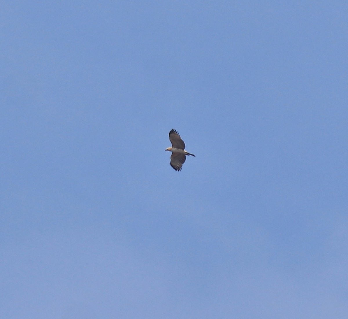 Changeable Hawk-Eagle (Crested) - ML617220200