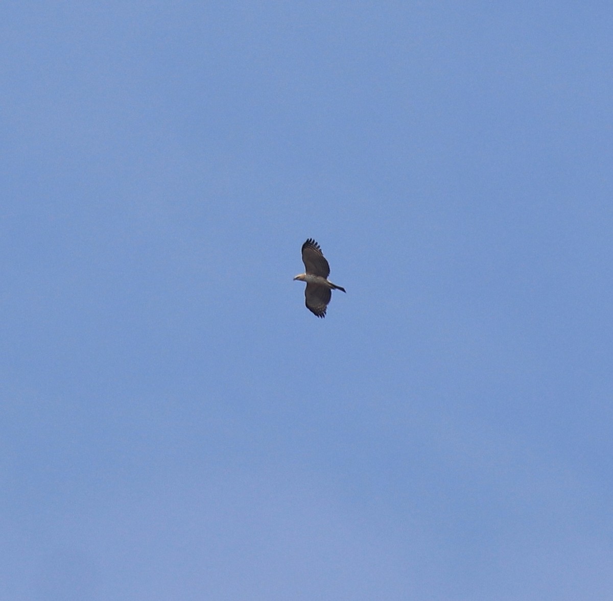 Changeable Hawk-Eagle (Crested) - ML617220201