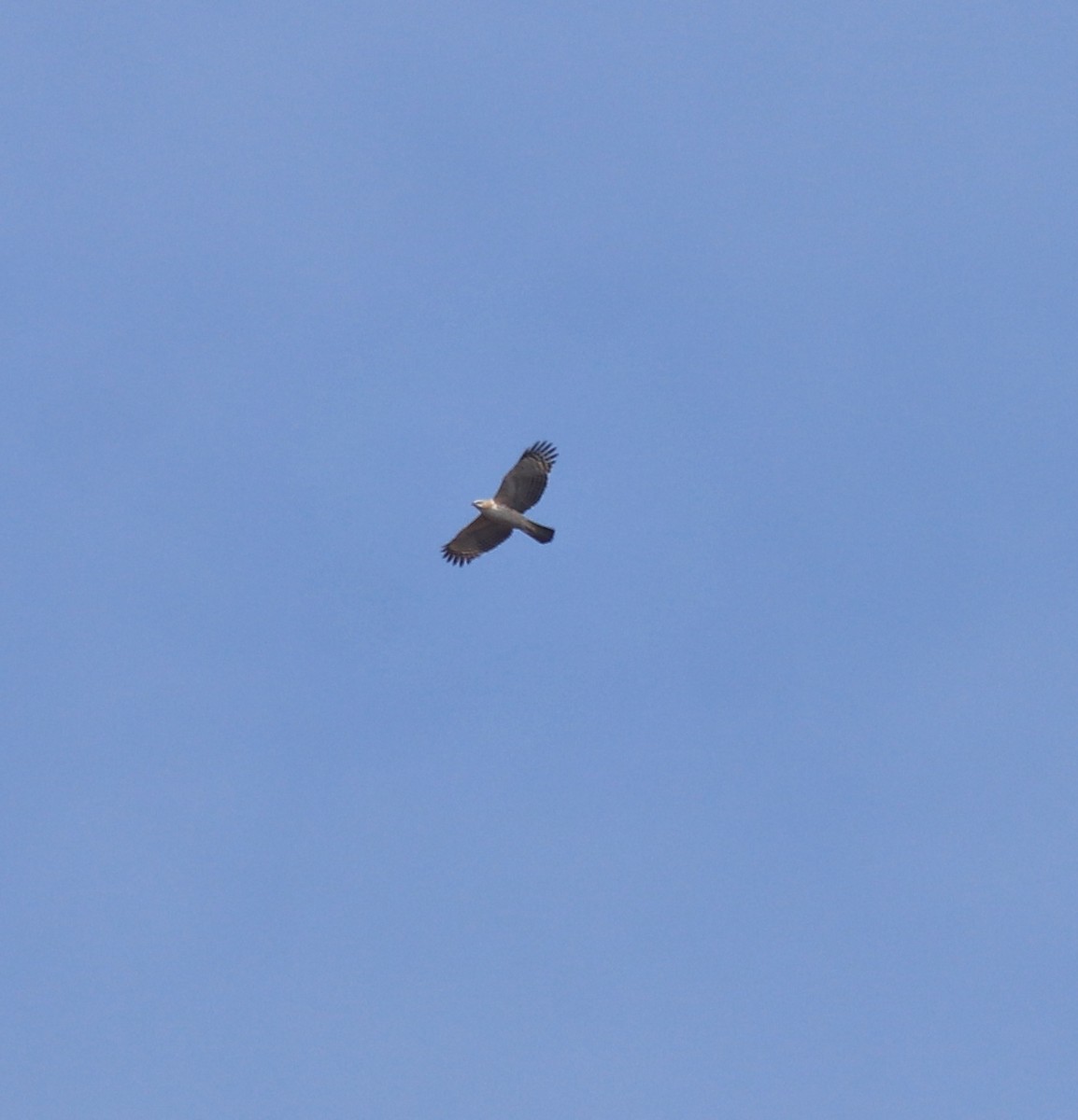 Changeable Hawk-Eagle (Crested) - ML617220202
