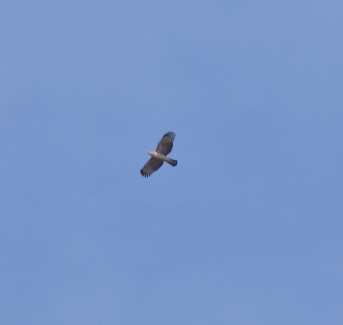 Changeable Hawk-Eagle (Crested) - ML617220203