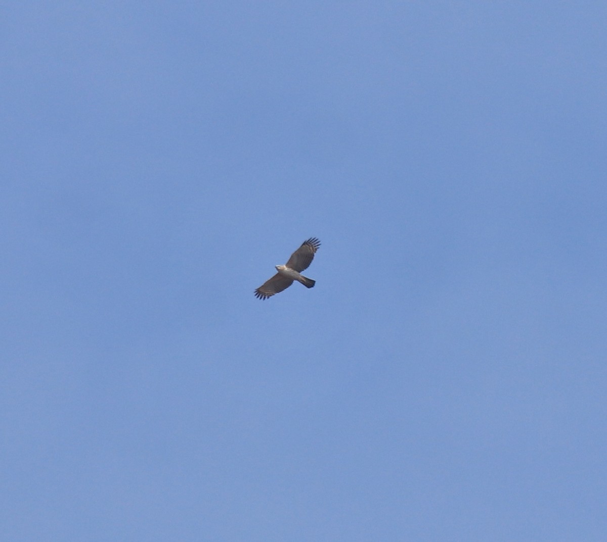 Changeable Hawk-Eagle (Crested) - ML617220204