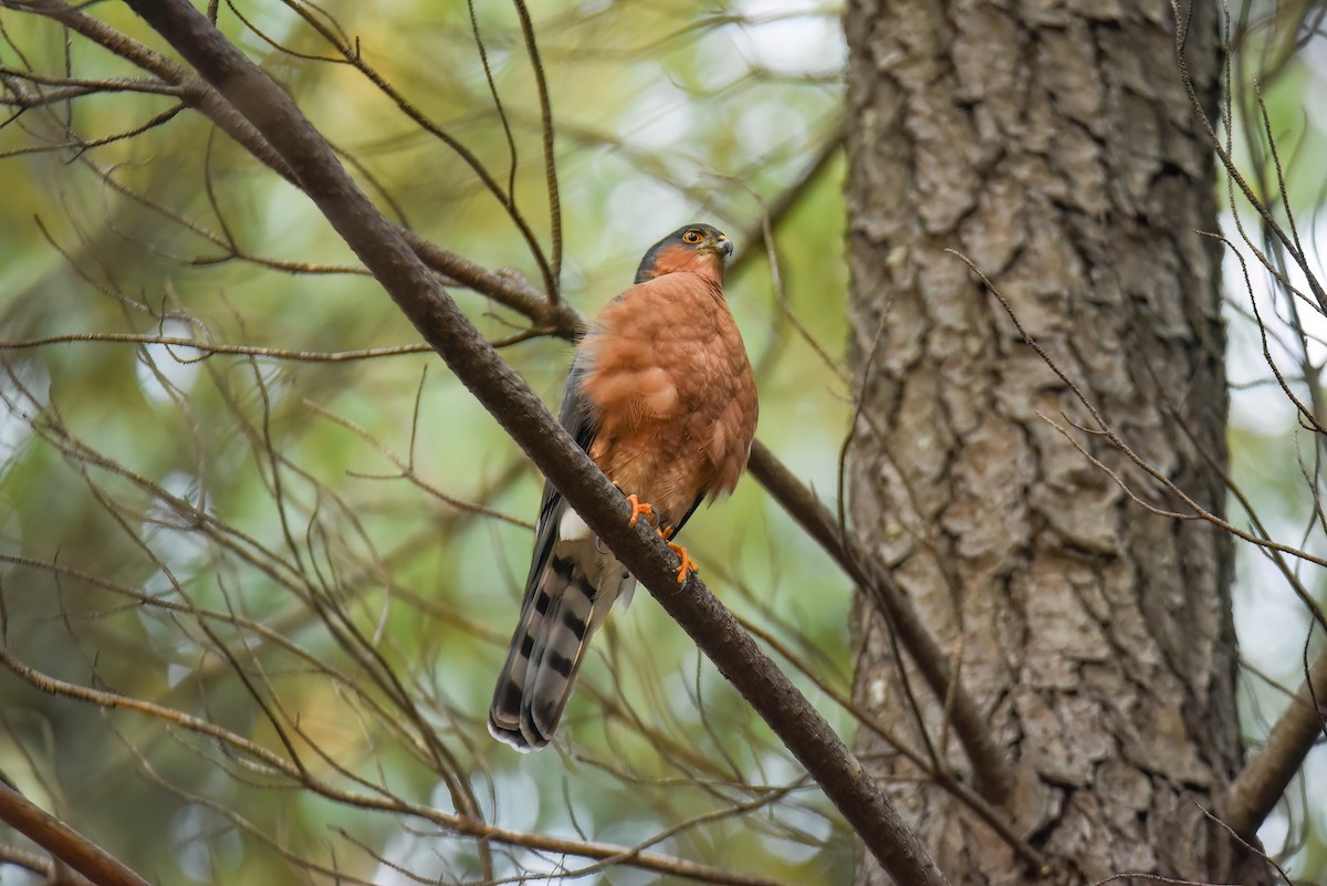 Rufous-breasted Sparrowhawk - ML617220214
