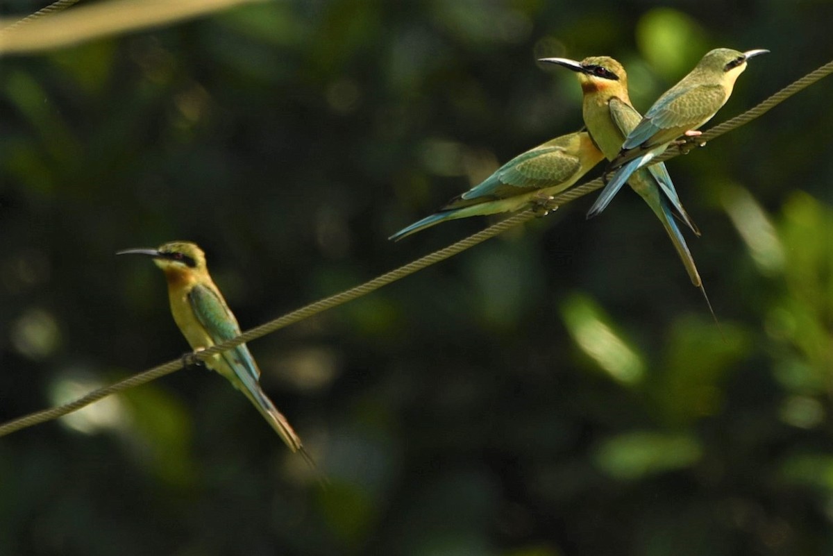 Blue-tailed Bee-eater - Sajeev Krishnan