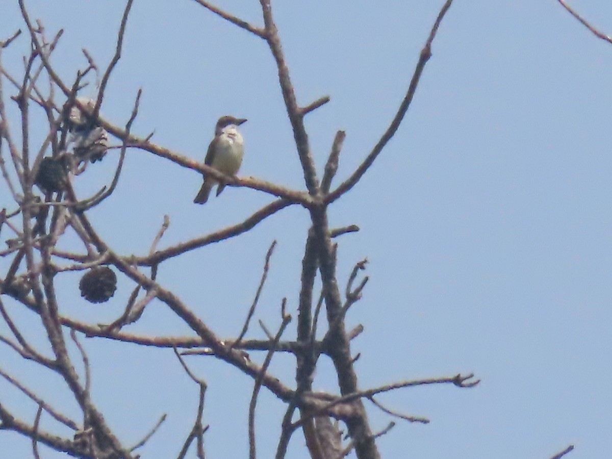 Thick-billed Kingbird - Marion McConnell