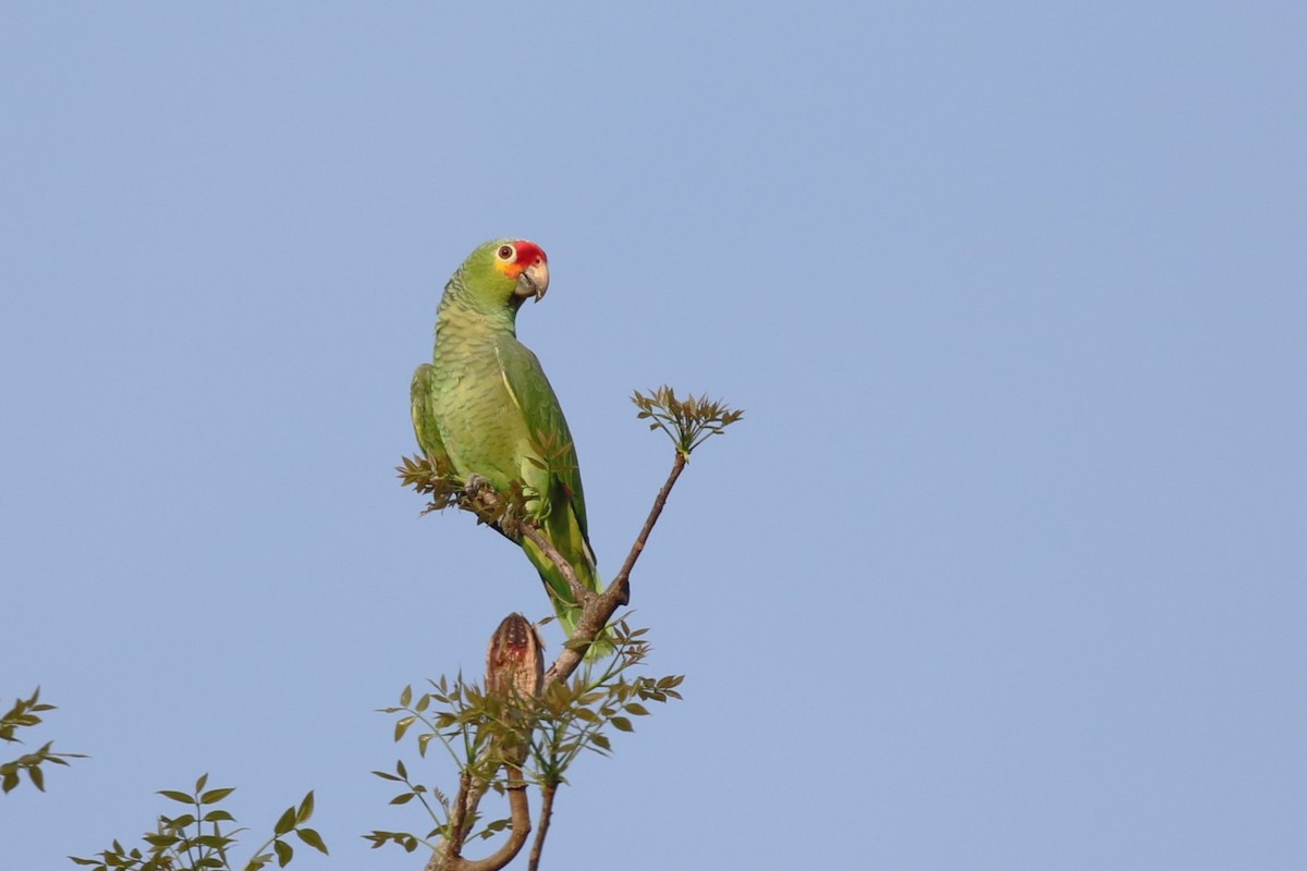 Red-lored Parrot - ML617220349