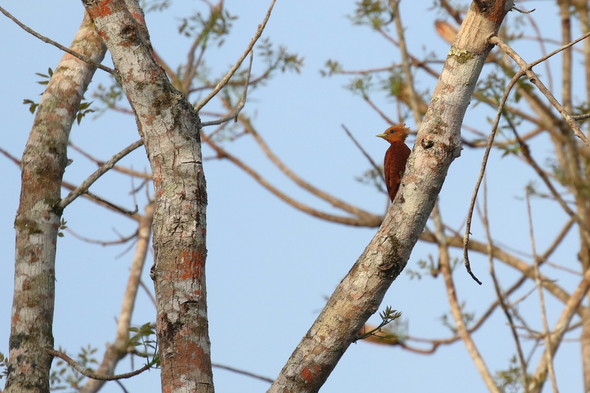 Chestnut-colored Woodpecker - David Rupp