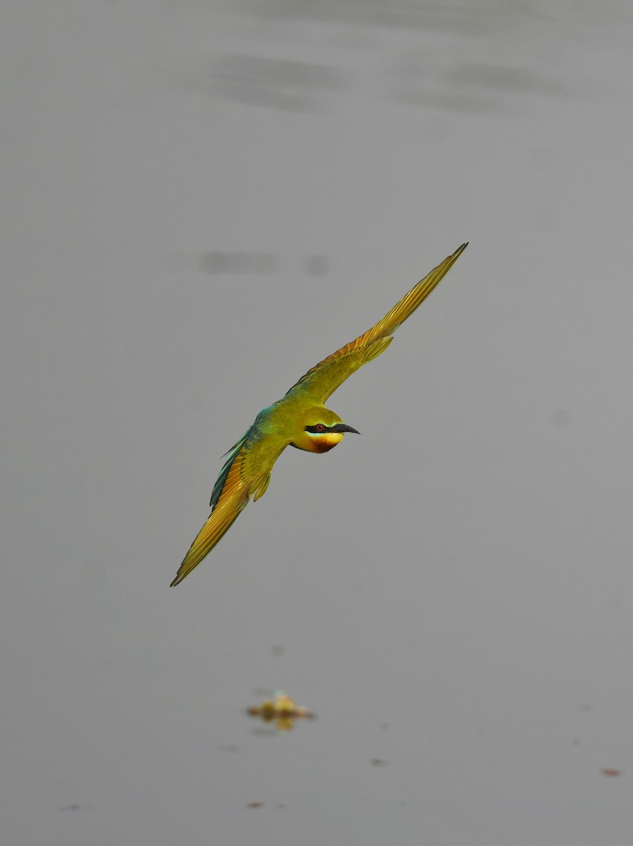 Blue-tailed Bee-eater - ML617220548