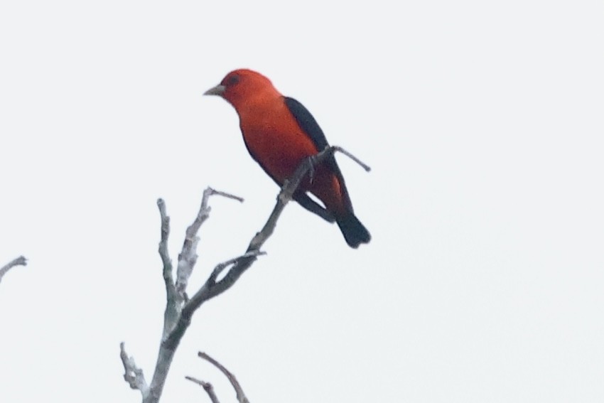Scarlet Tanager - ML617220586