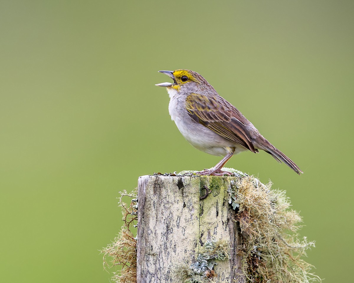 Yellow-browed Sparrow - Ryan Shean