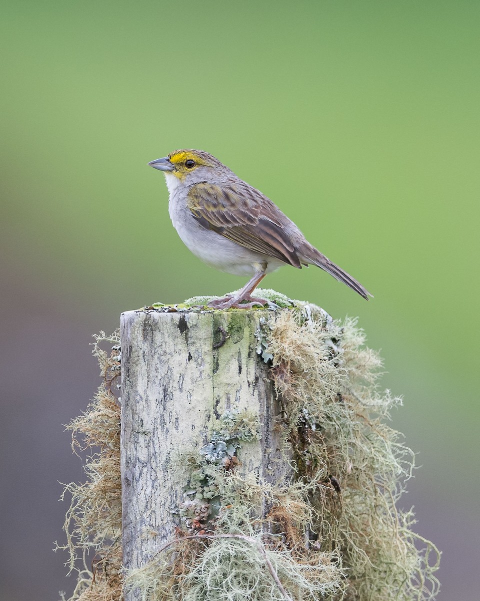 Yellow-browed Sparrow - ML617220596