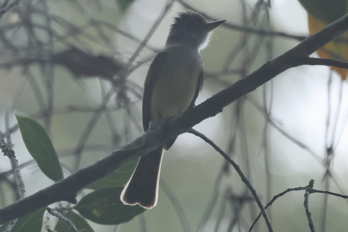 Brown-crested Flycatcher (Cooper's) - ♏️ ©️