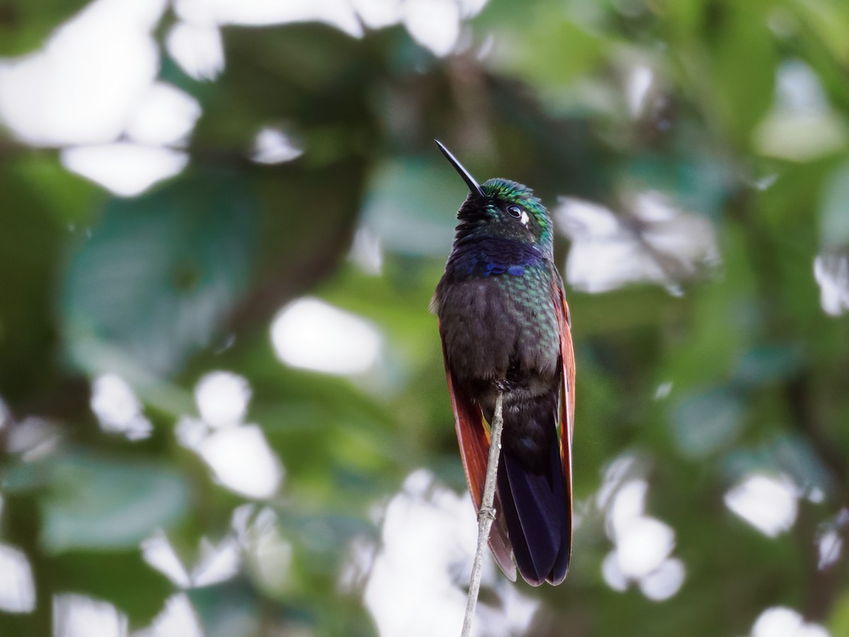 Garnet-throated Hummingbird - Nick Athanas