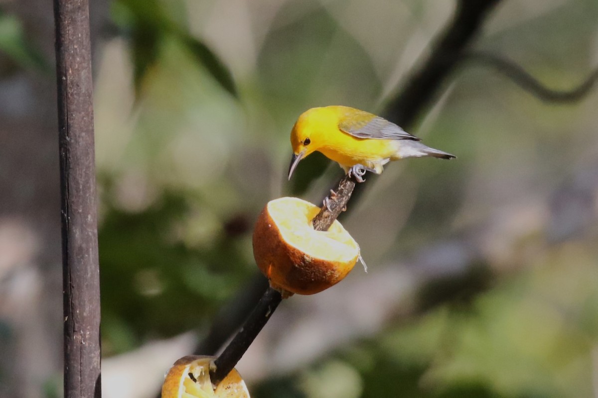 Prothonotary Warbler - ML617220675