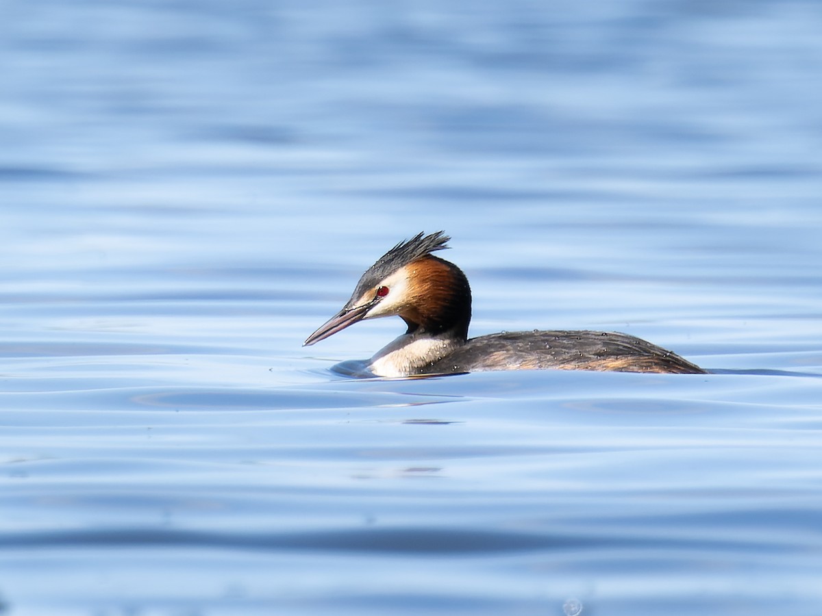 Great Crested Grebe - ML617220687