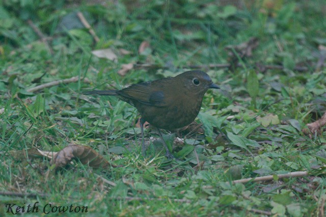 Blue-fronted Robin - ML617220796