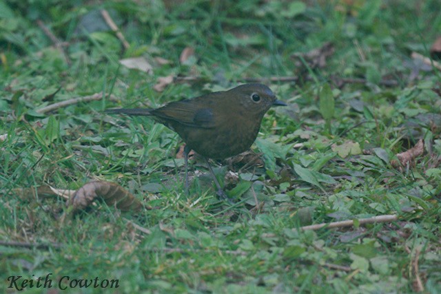 Blue-fronted Robin - ML617220799