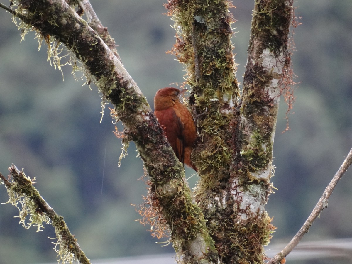 Fulvous-dotted Treerunner - ML617220917