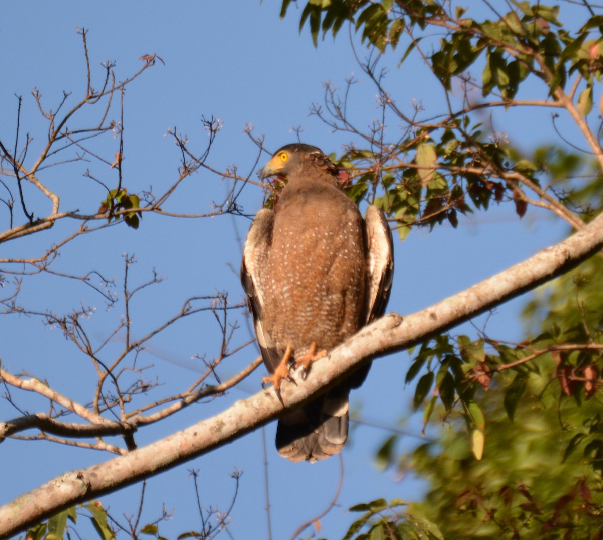 Crested Serpent-Eagle - ML617220920
