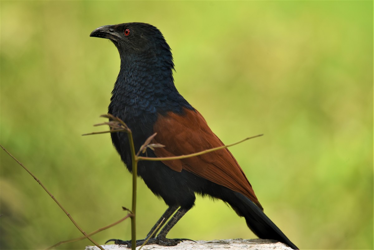 Greater Coucal - ML61722101
