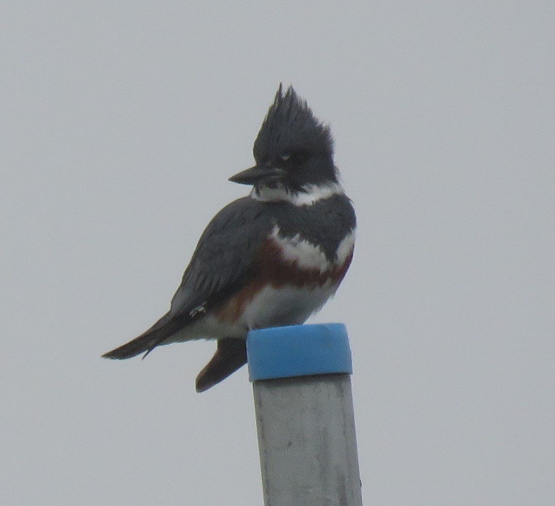 Belted Kingfisher - ML617221201