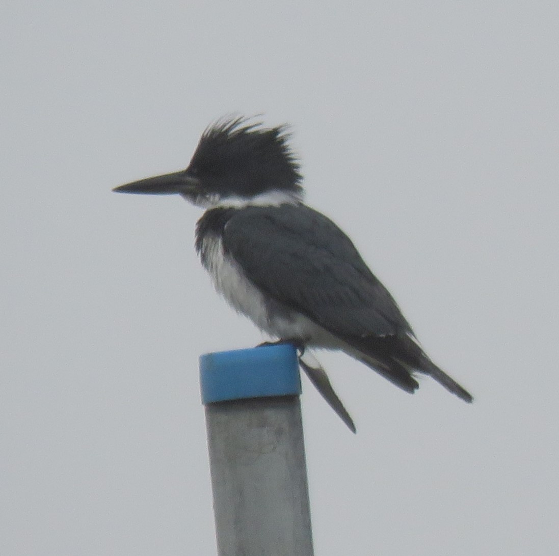 Belted Kingfisher - ML617221202