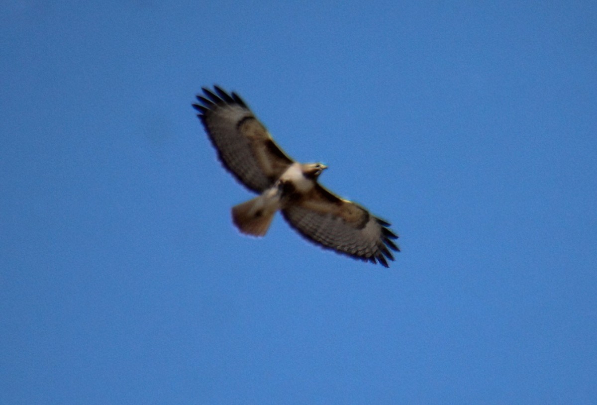 Red-tailed Hawk - ML617221204