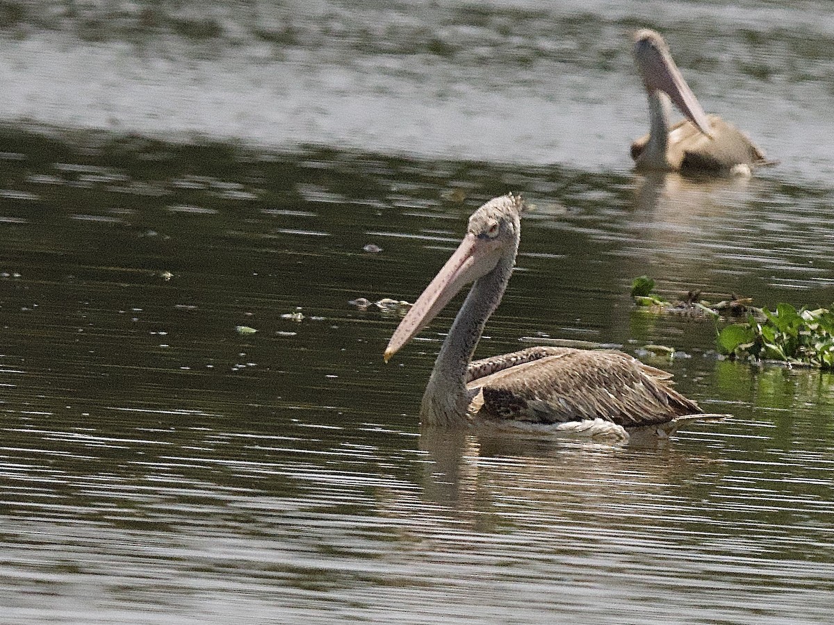Spot-billed Pelican - Craig Rasmussen