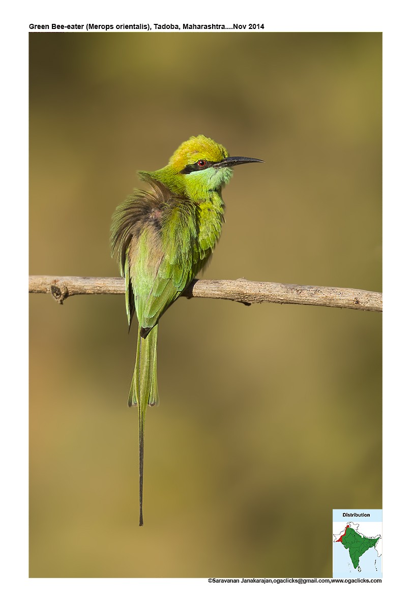 Asian Green Bee-eater - ML617221313