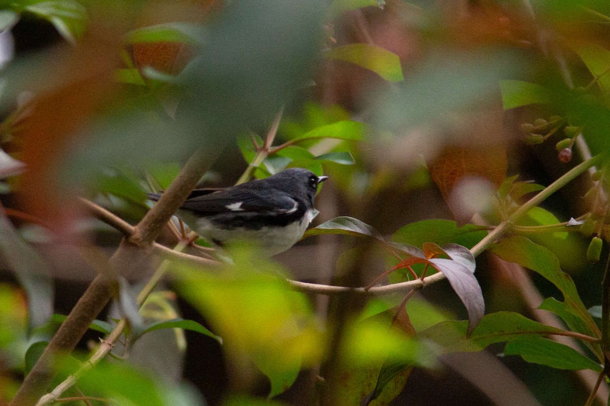 Black-throated Blue Warbler - ML617221330