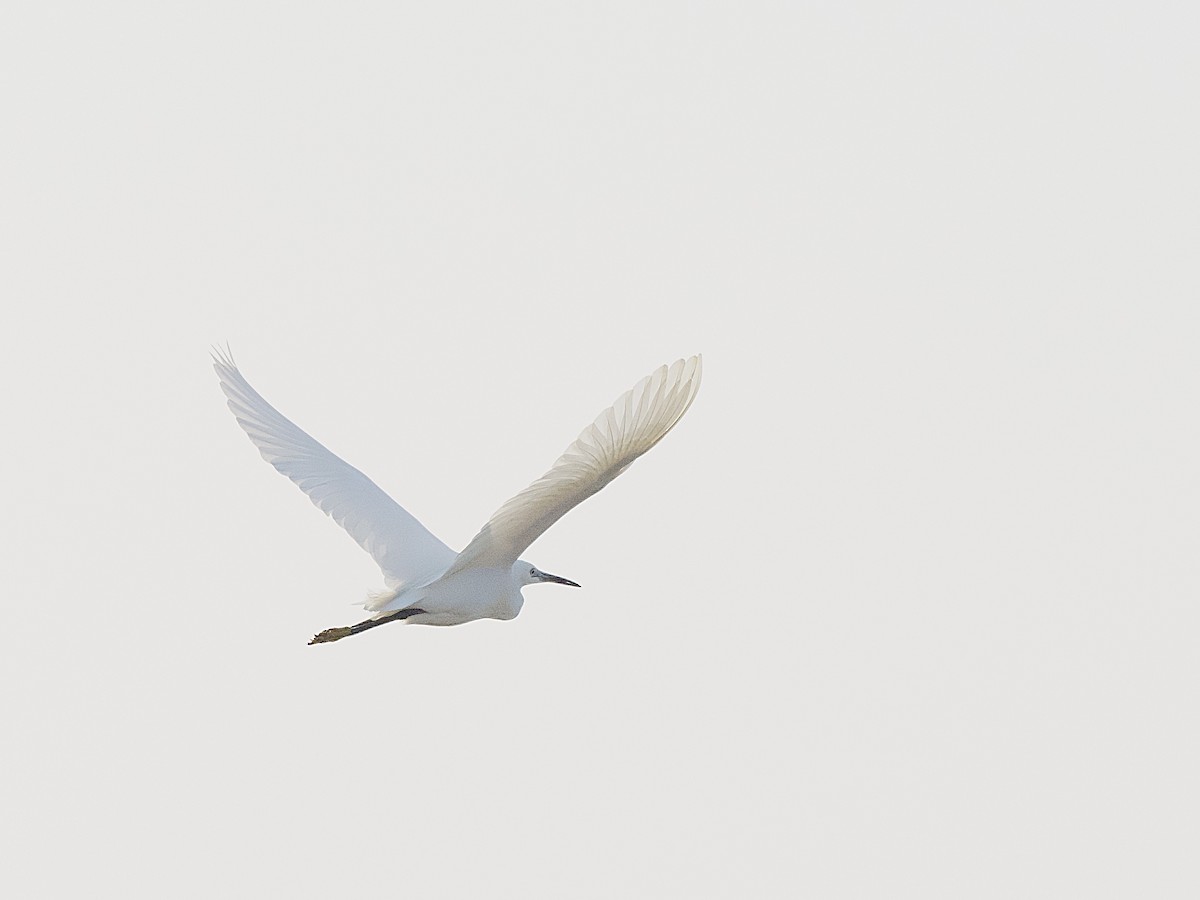 Medium Egret - Craig Rasmussen