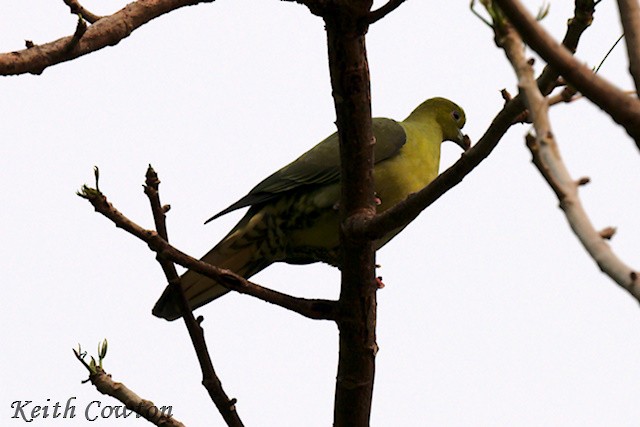 Wedge-tailed Green-Pigeon - Keith Cowton
