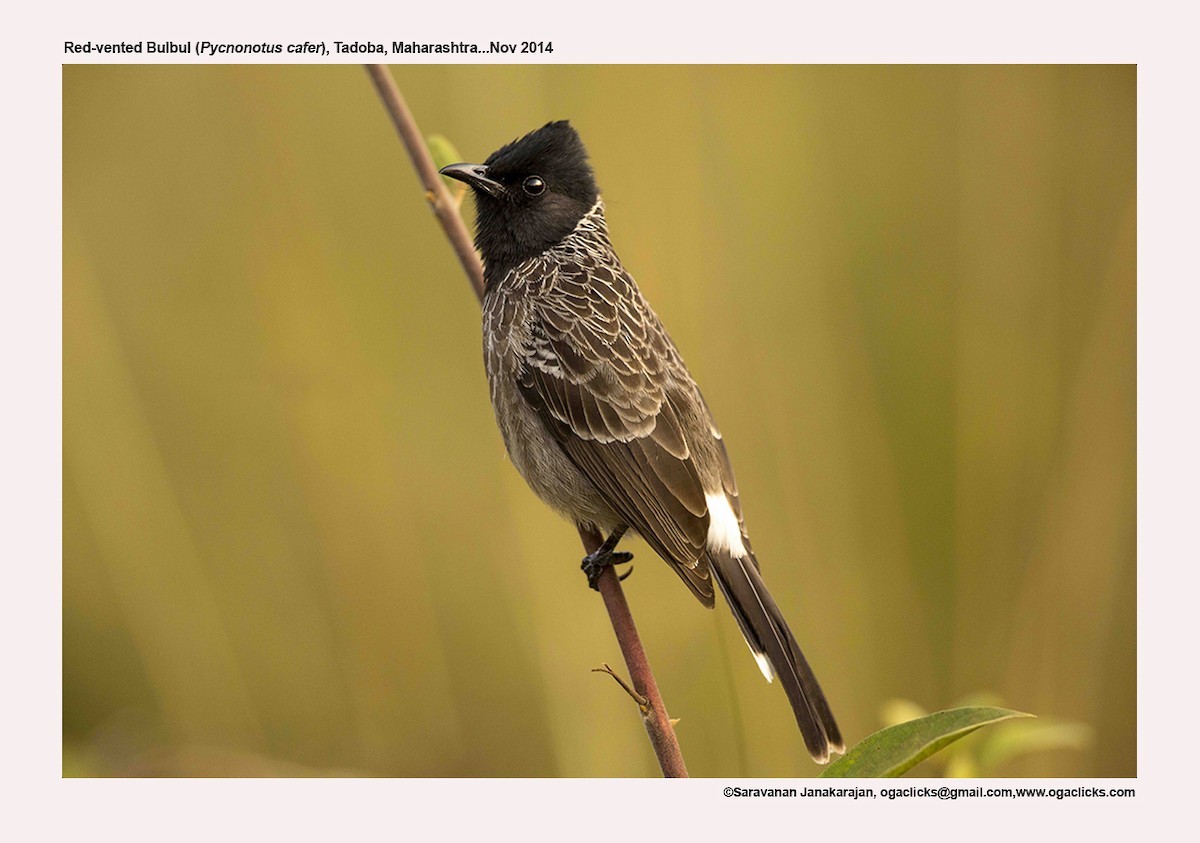 Red-vented Bulbul - ML617221439