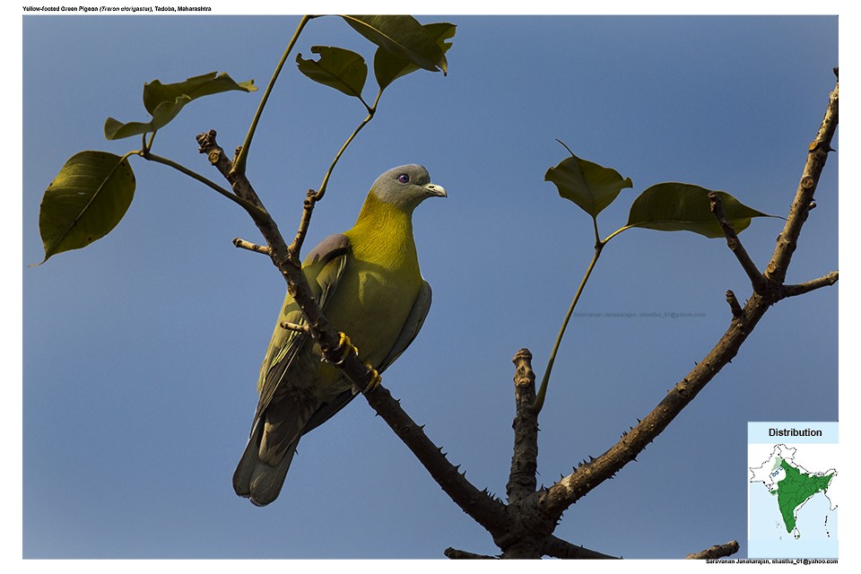 Yellow-footed Green-Pigeon - ML617221442