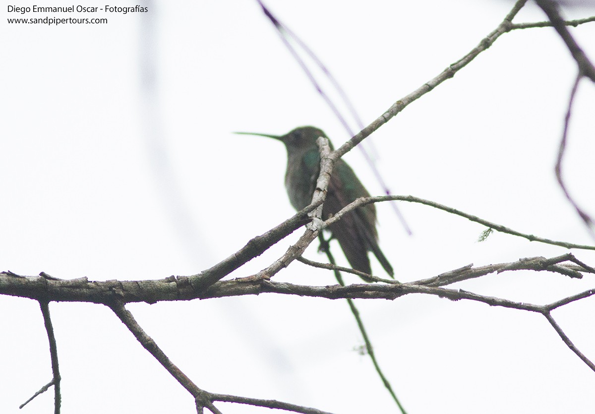 Sombre Hummingbird - ML617221453
