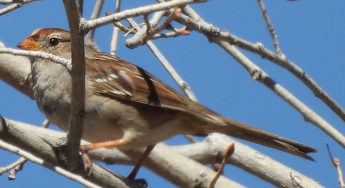 White-crowned Sparrow - Mark Romero