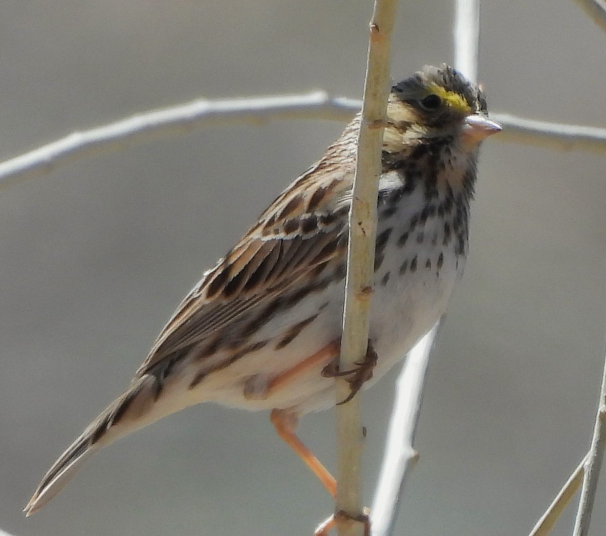 Savannah Sparrow - ML617221512