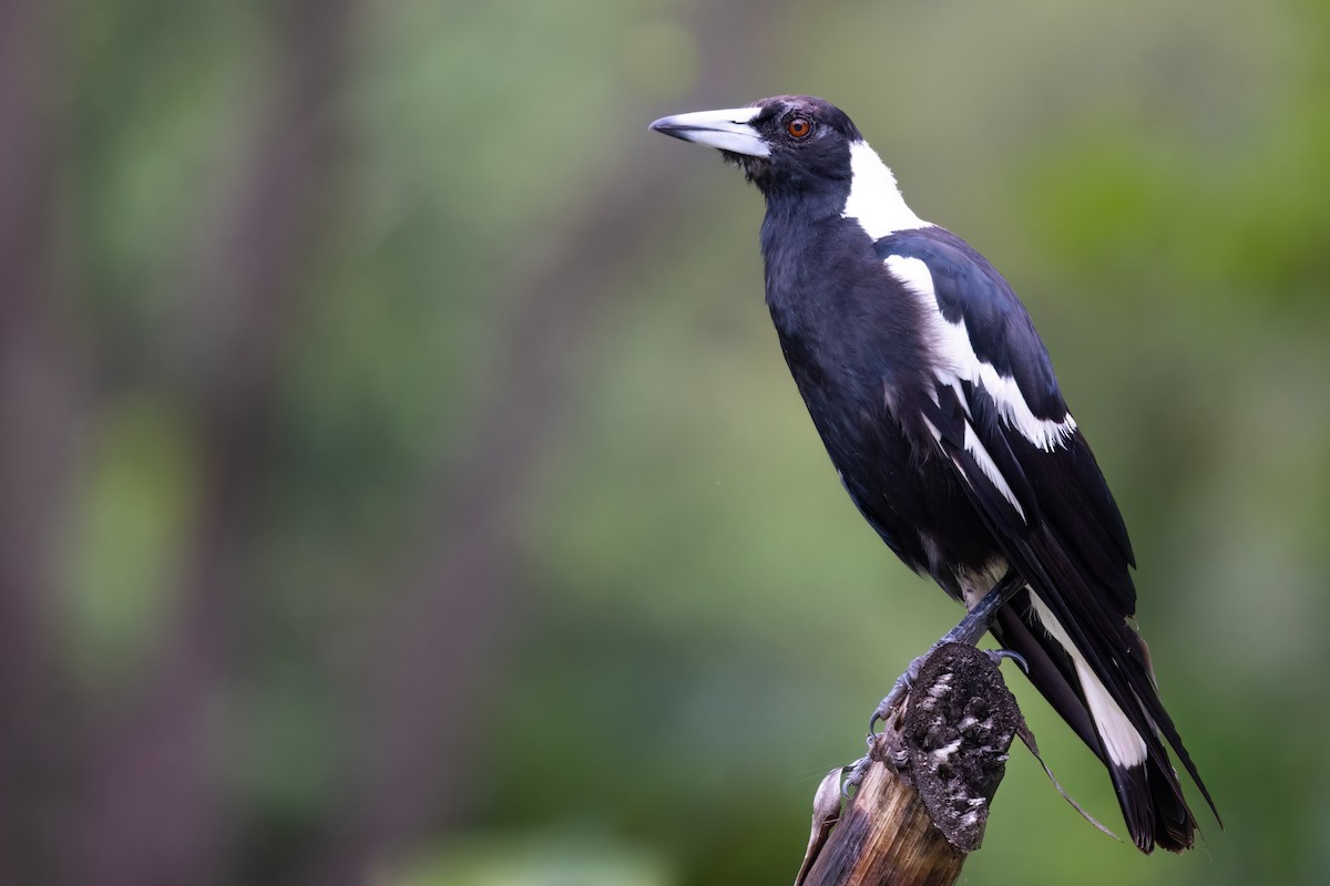 Australian Magpie (Black-backed) - ML617221538