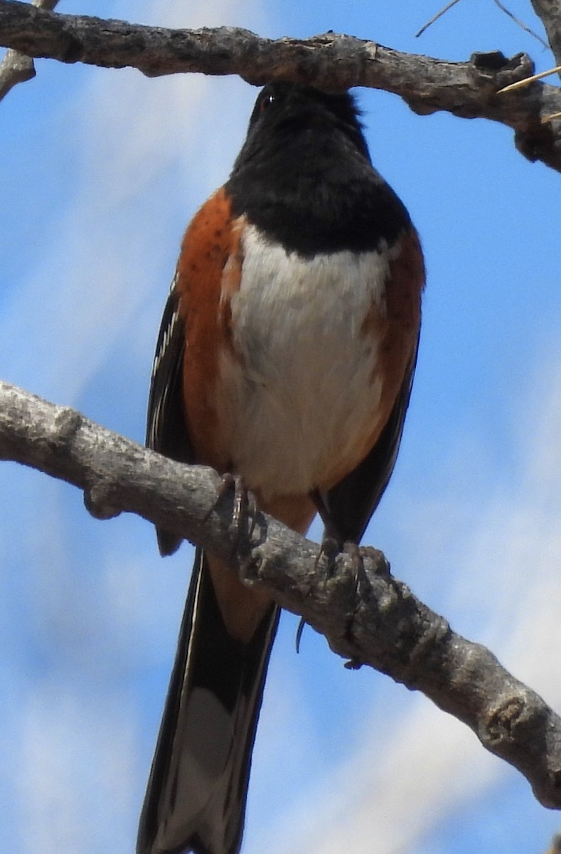 Spotted Towhee - ML617221554