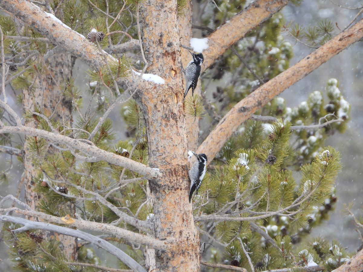 American Three-toed Woodpecker (Rocky Mts.) - Dan Shuber