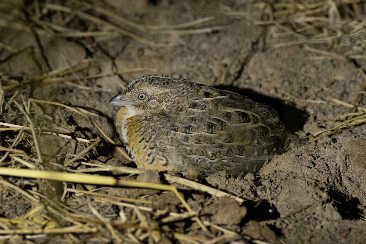 Red-chested Buttonquail - ML617221615
