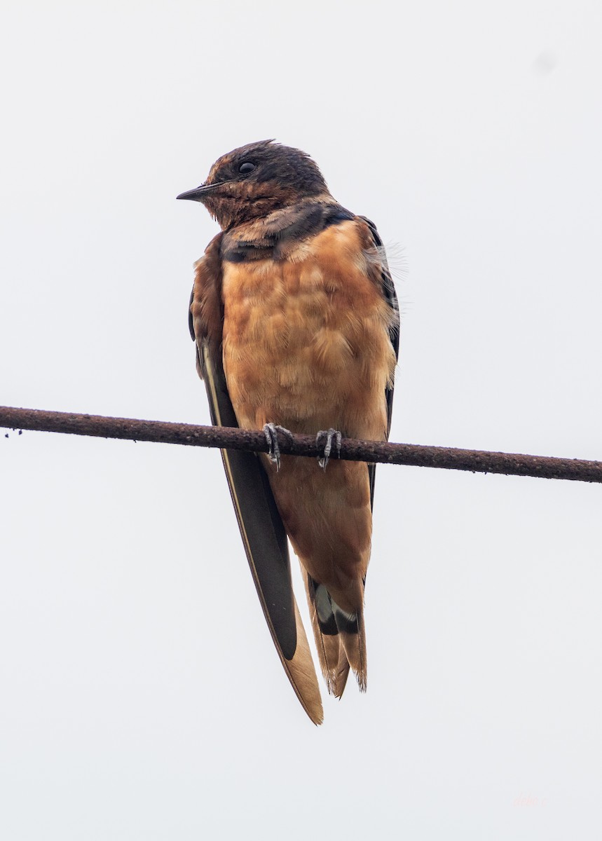 Barn Swallow (Tytler's) - ML617221630