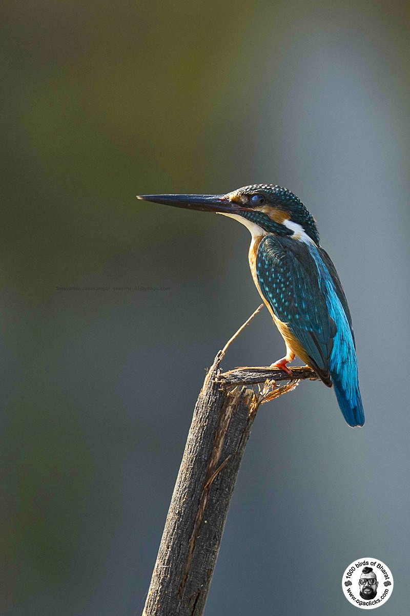 Common Kingfisher - Saravanan Janakarajan