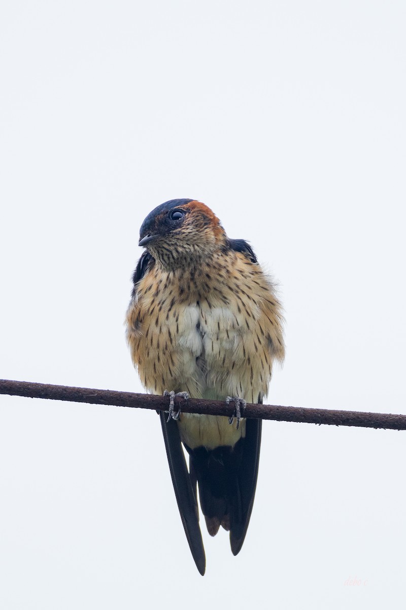 Red-rumped Swallow (Red-rumped) - ML617221642