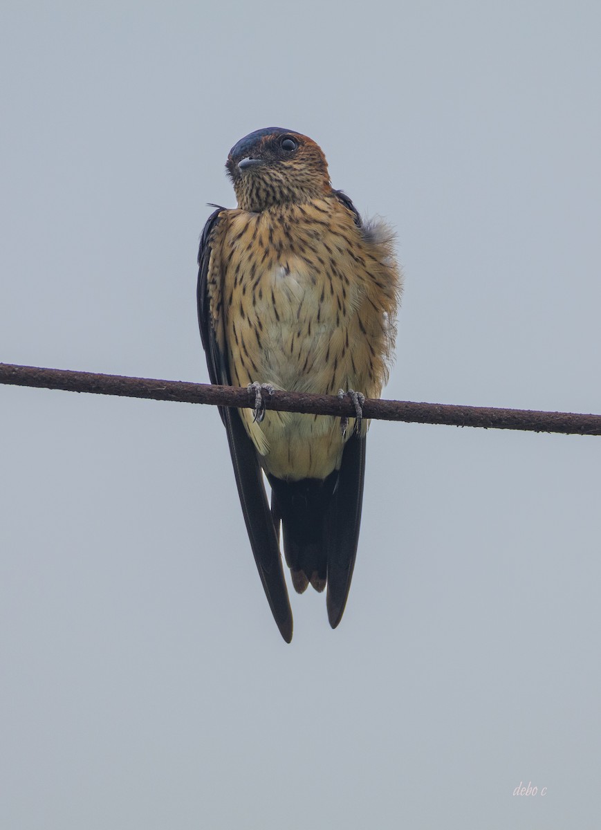Red-rumped Swallow (Red-rumped) - ML617221643